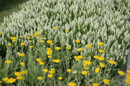 Achillea 'Coronation Gold' - P9 - image 5