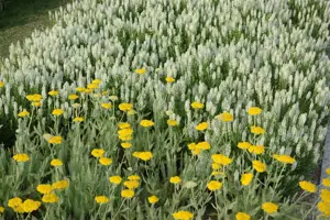 Achillea 'Coronation Gold' - P9 - image 5