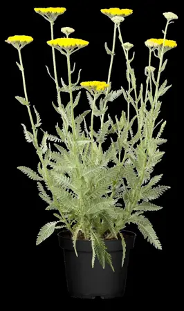 Achillea 'Coronation Gold' - P9 - image 1