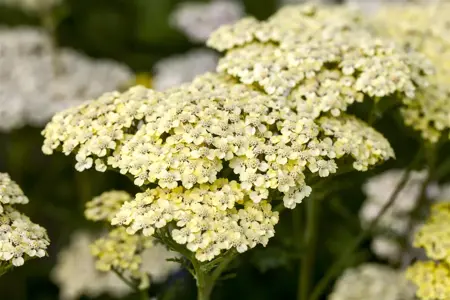 Achillea 'Credo' - P11