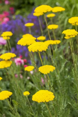 Achillea 'Firefly Peach Sky' - 2 Ltr pot - image 4