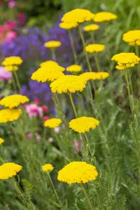 Achillea 'Firefly Peach Sky' - 2 Ltr pot - image 4