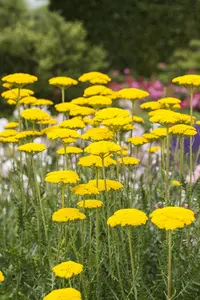 Achillea 'Firefly Peach Sky' - 2 Ltr pot - image 5