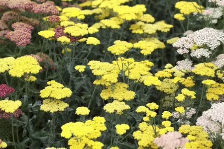 Achillea 'Firefly Peach Sky' - 2 Ltr pot - image 1