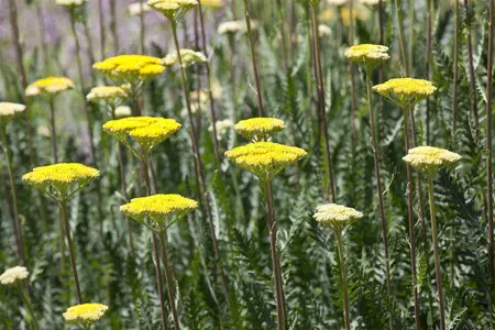 Achillea 'Firefly Peach Sky' - 2 Ltr pot - image 2