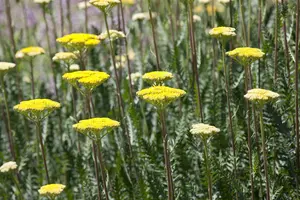 Achillea 'Firefly Peach Sky' - 2 Ltr pot - image 2