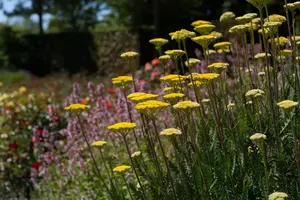 Achillea 'Firefly Peach Sky' - 2 Ltr pot - image 3