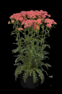 Achillea mil. 'Apricot Delight' - P9