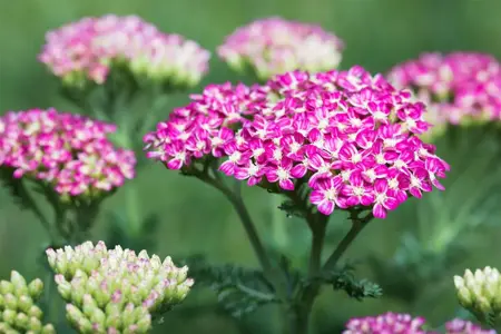 Achillea mil. 'Cerise Queen' - 2 Ltr pot