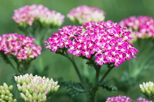 Achillea mil. 'Cerise Queen' - 3 Ltr pot