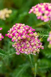 Achillea mil. 'Desert Eve Deep Rose' - 2 Ltr pot - image 3