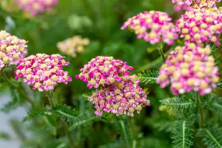 Achillea mil. 'Desert Eve Deep Rose' - 2 Ltr pot - image 1