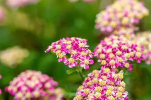 Achillea mil. 'Desert Eve Deep Rose' - 2 Ltr pot - image 2