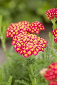 Achillea mil. 'Desert Eve Red' - 2 Ltr pot - image 2