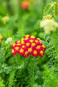 Achillea mil. 'Desert Eve Red' - 2 Ltr pot - image 4
