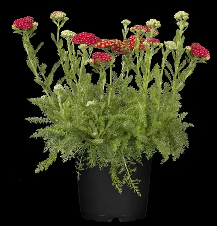 Achillea mil. 'Desert Eve Red' - 2 Ltr pot - image 1