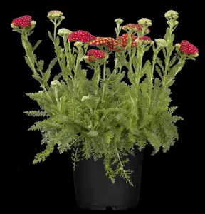 Achillea mil. 'Desert Eve Red' - 2 Ltr pot - image 1