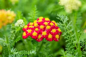 Achillea mil. 'Desert Eve Red' - 2 Ltr pot - image 3