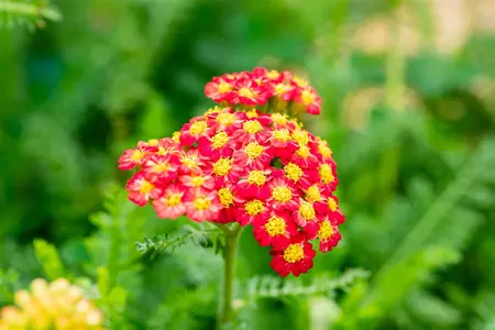 Achillea mil. 'Desert Eve Red' - 2 Ltr pot - image 5