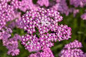 Achillea mil. 'Lilac Beauty' - 2 Ltr pot
