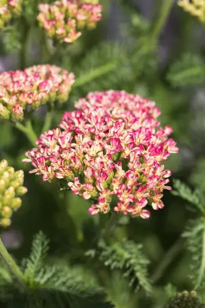 Achillea mil. 'Milly Rock Rose' - 2 Ltr pot