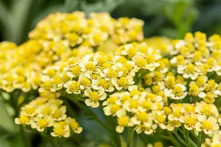 Achillea mil. 'Milly Rock Yellow Terracotta' - 2 Ltr pot - image 1