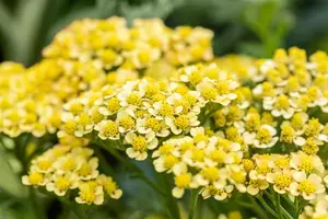 Achillea mil. 'Milly Rock Yellow Terracotta' - 2 Ltr pot - image 1