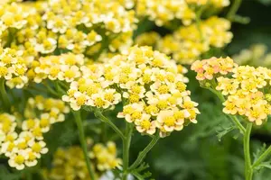 Achillea mil. 'Milly Rock Yellow Terracotta' - 2 Ltr pot - image 2