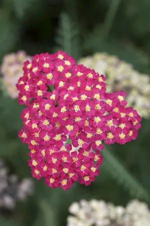 Achillea mil. 'Paprika' - 3 Ltr pot - image 2
