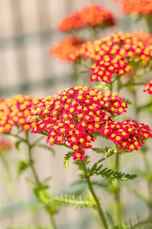Achillea mil. 'Paprika' - 3 Ltr pot - image 5