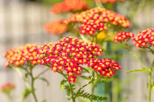 Achillea mil. 'Paprika' - PLUG/CELGROWN 100 CEL TRAY - image 4