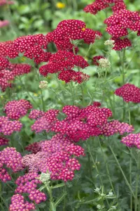 Achillea mil. 'Red Velvet' - P9 - image 2