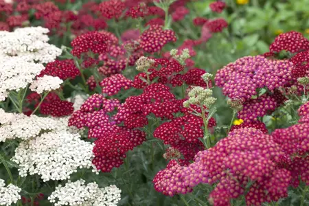 Achillea mil. 'Red Velvet' - P9 - image 3