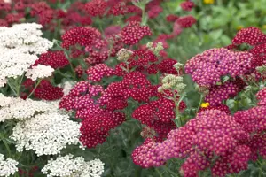 Achillea mil. 'Red Velvet' - P9 - image 3