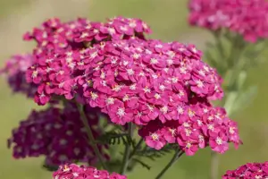 Achillea mil. 'Saucy Seduction'