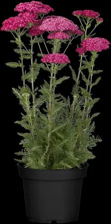 Achillea mil. 'Saucy Seduction' - P9 - image 2