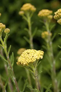 Achillea mil. 'Sunny Seduction'