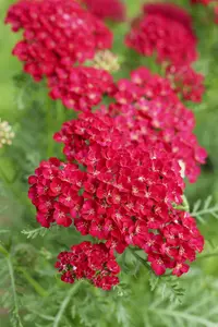 Achillea 'Pomegranata'
