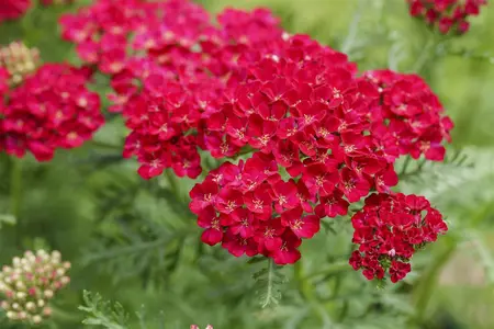 Achillea 'Pomegranata' - P9 - image 2