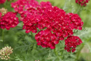 Achillea 'Pomegranata' - P9 - image 2