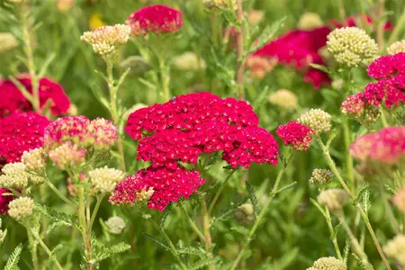 Achillea 'Pomegranata' - P9 - image 3