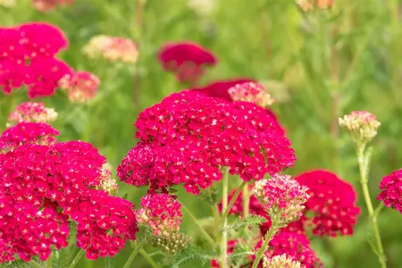 Achillea 'Pomegranata' - P9 - image 4