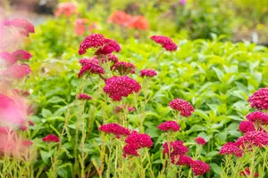 Achillea 'Pomegranata' - P9 - image 5
