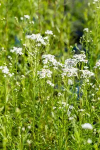 Achillea ptarmica - 2 Ltr pot - image 4
