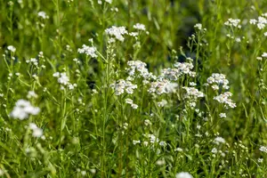Achillea ptarmica - 2 Ltr pot - image 5