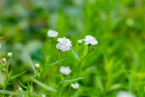 Achillea ptarmica - 2 Ltr pot - image 2