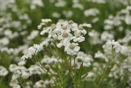 Achillea ptarmica - P9 - image 1