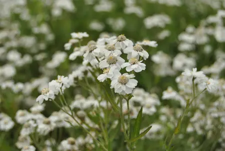 Achillea ptarmica - 2 Ltr pot - image 1