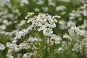 Achillea ptarmica - 2 Ltr pot - image 5