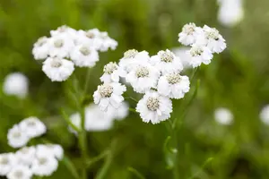 Achillea ptarmica 'The Pearl' - 2 Ltr pot - image 2